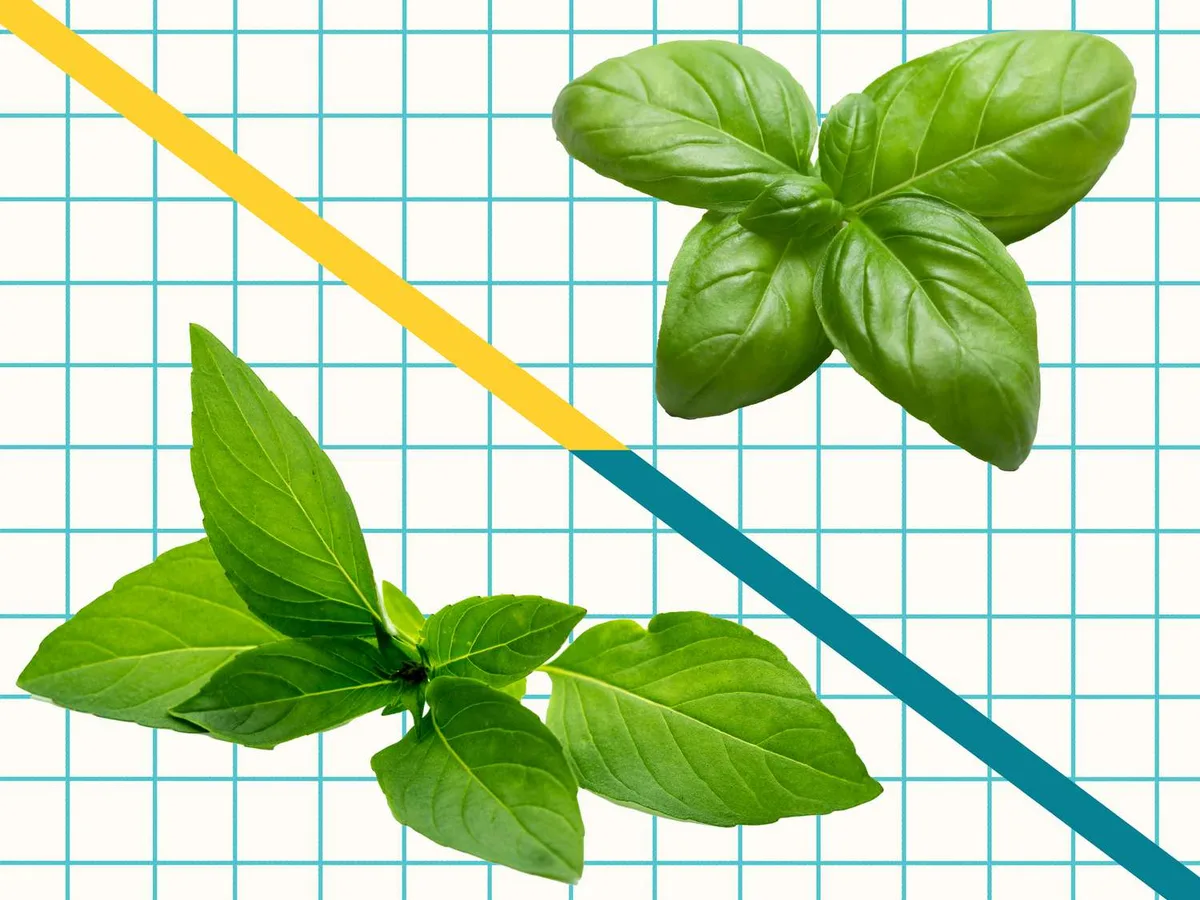 Thai basil